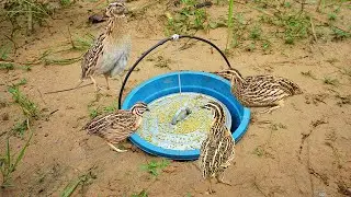 Unique Underground Quail Bird Trap Using Plastic Bottle With Cover Pot