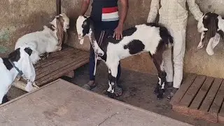 Top quality hydrabadi goats for sale in Bangalore contact mujahid bhai 8123505488