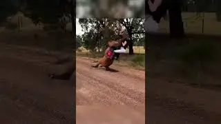 Insane Horse Fails!
