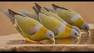 Golden Dove bird