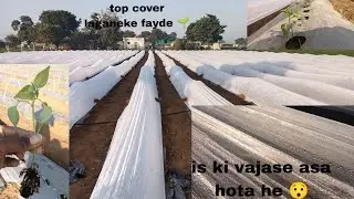 Grocover ( top cover ) Technology Se Mirchi Ki Super Kheti 🌱🌱🌱 ak baar jarur dekhana ❣️#farming 🌿☘️🌱