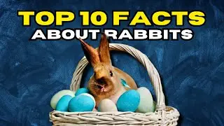 Top 10 Amazing Facts About Rabbits
