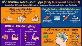 12. Body movement and control
