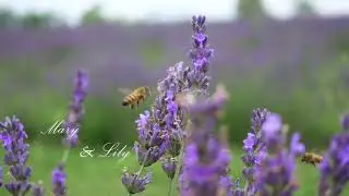 Summer Flowers - An Afternoon in Terre Bleu