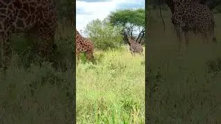 The coolest Giraffe encounter Ever #animals #wildlife #wildanimals #travel #wildlife #nature