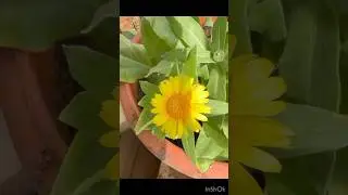 How to Grow Calendula from Seed to Bloom&rdquo;. #calendula #growfromseed #balconyflowers #trendingshorts