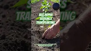 Bell pepper seedlings transplanting #vegetables #food #veggiesng #gardening #agriculture #healthy