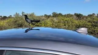 Deja Vu to Have Boat Tailed Grackles on Car, Shout Out to Adrian, Black Point Wildlife Drive! 