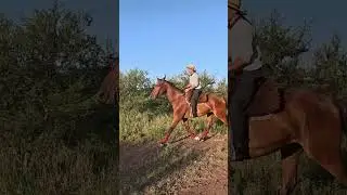 primer paso de la doma, caminar, trotar, galopar