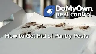Pantry Pest Treatment | DoMyOwn.com