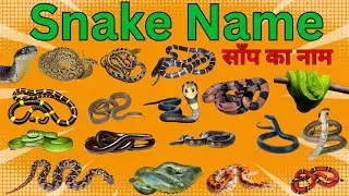 Snake Names for Kids | Learn 20 Snakes Name in English with Sounds | Reptiles and Crawling Animals