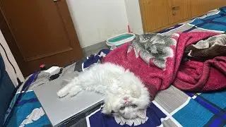Kashi The Cat
