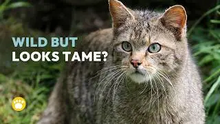 10 Wild Facts About the European Wildcat You Didn&rsquo;t Know