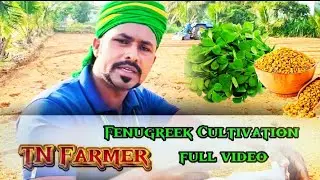 விதைப்பு முதல் அறுவடை வரை | வெந்தயக்கீரை சாகுபடி | முழு தகவல் #fenugreek #cultivation #tnfarmers