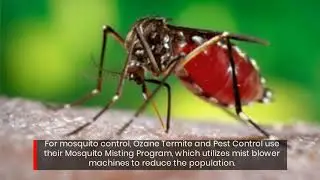 Mosquito Control Services Ocean County Monmouth County Ozane.com