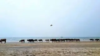 A herd on the shore, Dreams in the Air - Real, Unfiltered beach sound