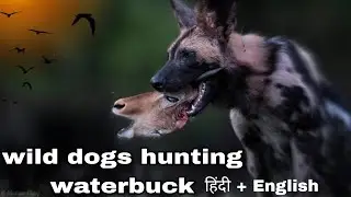 Wild Dogs vs. Lions Who's the BEST Hunter