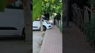 Es berenar de ses cabres de s'Arenal d'en Castell 2 29-9-2025