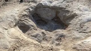 Texas drought reveals dinosaur tracks from 113 million years ago in parched Paluxy River