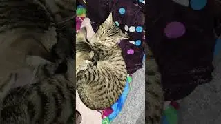 Sweet & Innocent Cat Moments | Feel Good Cat Video 🐾😺 #familyfriendly #cutecatvideo #kidsvideo