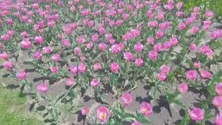 Tulip Time kicks off in Holland