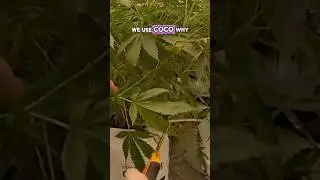 How Decibel Grows Premium 🥦 | Lighting, Coco, and Curing Explained