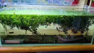 Celestial pearl danio fry grow out tank