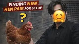 Finding new Hen Pair for setup 🤔