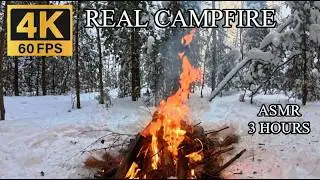 Winter Taiga Campfire ASMR | Frosty Day Crackling Fire & Snowy Ambience