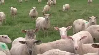 sheep  meme