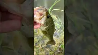 Big largemouth bass release #fish #fishing #release #bass #bassfishing #largemouthbass #shortvideo
