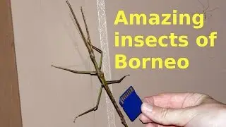 50 Amazing insects of  Borneo