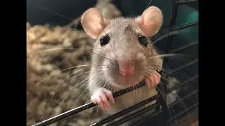 OUR ADORABLE PET RATS (So cute!)