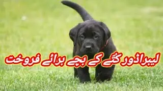 Labrador Dog Puppies Available For Sale In Pakistan | Labrador Breed |