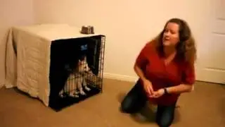 Pomsky Crate Training