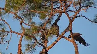 SWFL Eagles_E11 Fledge 7:56am & Return 9:20am~E10 'Assists' Return With Flyabouts 03-16-18