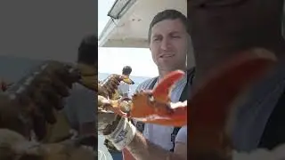 Lobster VS Finger! (my pet lobster) #fishing #maine #lobster