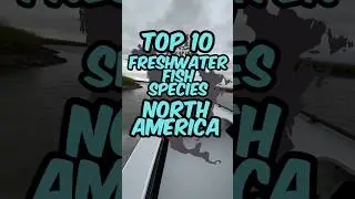 🚨The TOP 10 Freshwater Fish in NORTH AMERICA🚨