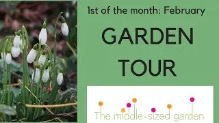 February garden - tour the Middlesized Garden