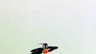 Daffy Duck and Porky, My Favorite Duck, Warner Brother, Chuck Jones, Robert Canon