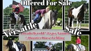 &diams;️Lorado 9yr old Reg. Gypsy Vanner Quarter Horse cross gelding offered for sale in Millersburg OH