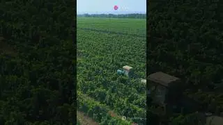 AI Revolutionizes Winemaking: No More Sour Grapes!#wine #ai #france #news #facts