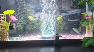 10.12.25 Blessed Sunday 10:40AM three green glofish