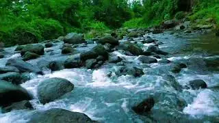 Tropical Forest River Soundscape 🎧 | 3 Hours Natural ASMR for Stress Relief and Study (Water Rapids)