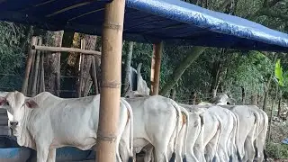 Finalizado, estrutura pronta, cobertura feita de bambu e lona 🪚🛠️