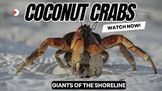 Coconut Crabs: The Giants of the Shoreline