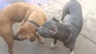 BIG Mama & BIG Diesel Mack Daddy