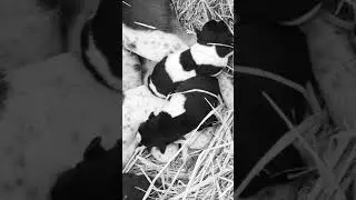 Cute dog puppy with mother emotional heart touching video #Shorts #short #wildlife #indianstreetdog