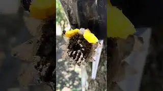 Abelha manda&ccedil;aia coletando cera mista #manda&ccedil;aia #abelhassemferrao #naturezasurpreendente