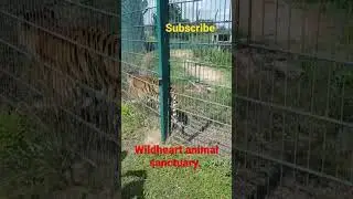 Indian tiger Zoppa Endangered. Iow wildheart sanctuary.